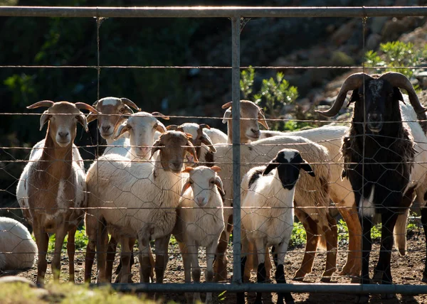 A flock of Damara sheep waiting by the farm gate looking at the camera
