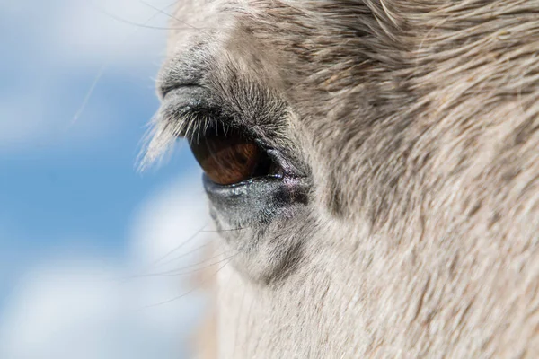 Closeup Grey Horse Brown Eye — Stock Photo, Image