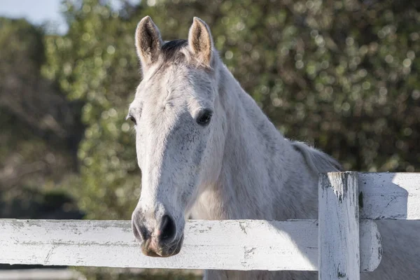 Head Grey Farm Horse Sticking Fence — Stock Photo, Image