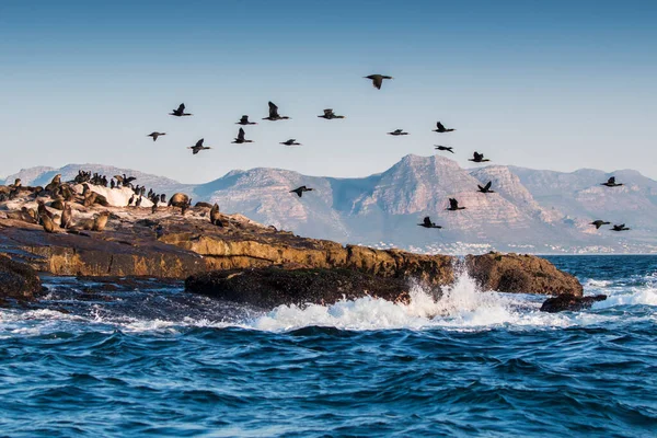 Seal Island in False Bay with seals basking in the sun and a flock of Cape Cormorants flying over, the water splashing against the rocks and mountains in the background.
