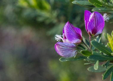 Yeşil dalda yetişen poligala mersingilerinin parlak mor çiçekleri