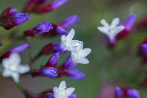 Маленькие Белые Фиолетовые Цветы Экзотического Растения Statice Закрываются Капельками Воды — стоковое фото