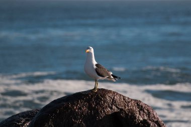 Bir yosun martısı (Larus dominicanus) sabah güneşinde bir kayanın üzerinde oturuyor.