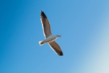 Mavi arkaplan ile uçan bir Kelp martısı (Larus dominicanus)