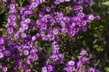 Plaj Çadırı 'nın yakın çekimleri, Rusçya Makowanii Çalı Full Bloom' da Parlak Mor Çiçeklerle kaplı, Batı Yakası Vahşi Flora Güney Afrika