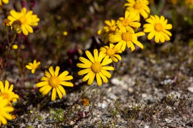 Groundsels ve Müttefik Kabilesi Senecioneae 'den Sarı Yabani Çiçeklerin Kapanışı Batı Yakası Vahşi Flora Güney Afrika