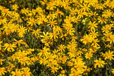 Parlak sarı papatya tarlasına yakın çekim Tam çiçeklenme Çerçeveyi dolduran Batı Yakası Vahşi Çiçekler Güney Afrika