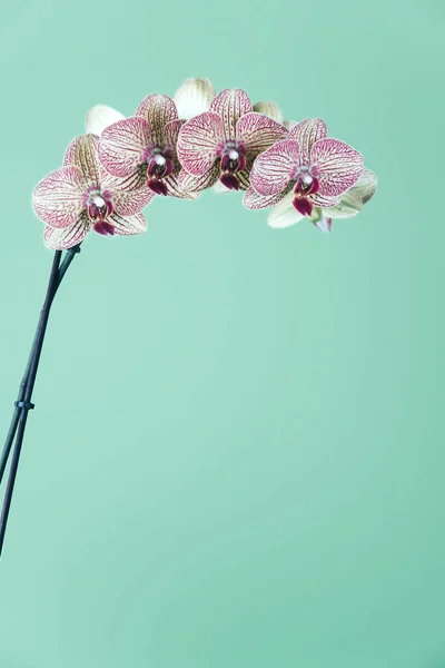 Storczyk Phalaenopsis na tle geen. — Zdjęcie stockowe