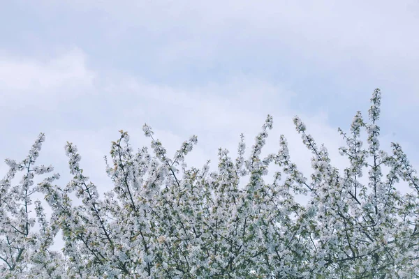 Цветы сакуры цветут в весенний день. — стоковое фото