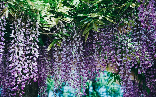 Wisteria Flowers in a park.