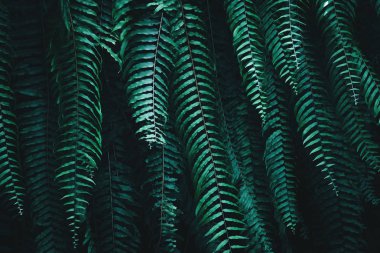 Tropical green leaves on dark background. Nature forest plant concept clipart