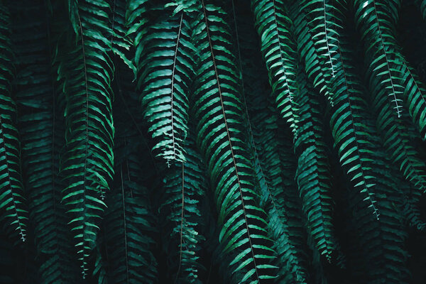 Tropical green leaves on dark background. Nature forest plant concept