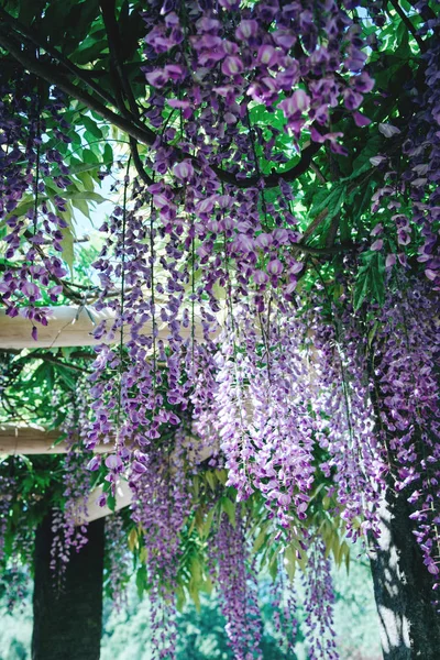 Wisteria Flowers in a park.