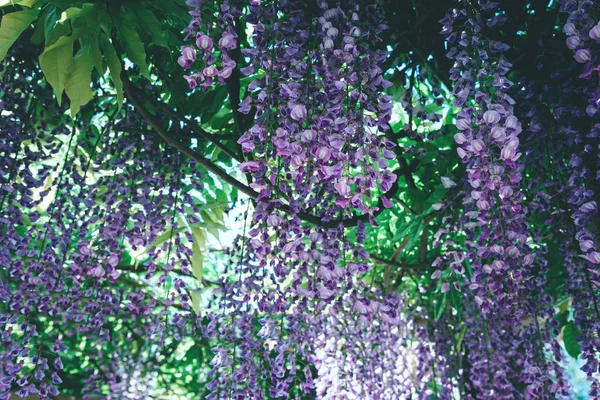 Wisteria Blommor Park Wisteria Blomma Mainau Tyskland — Stockfoto