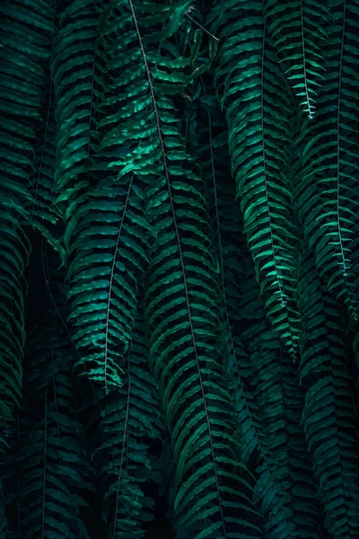 Hojas Verdes Tropicales Sobre Fondo Oscuro Concepto Planta Forestal Natural — Foto de Stock