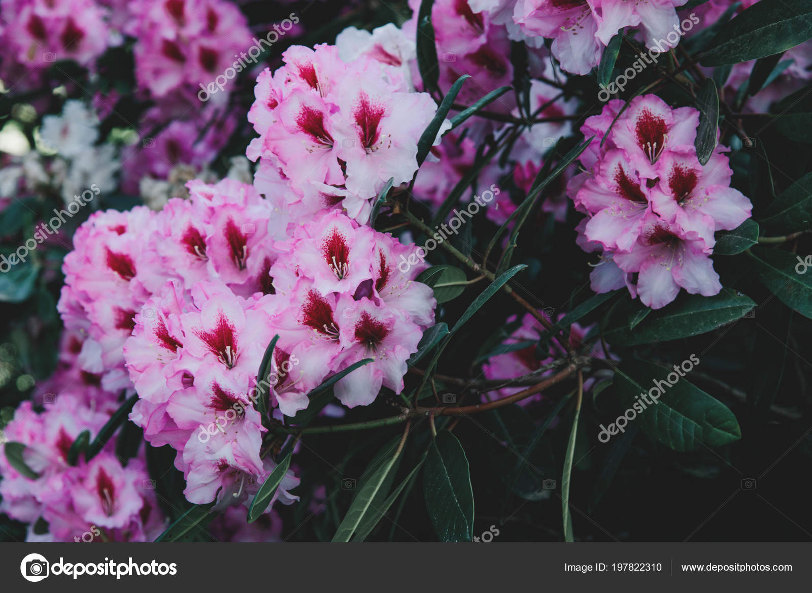 Padrão de flor Rhododendron . fotos, imagens de © niekrasova #197822310
