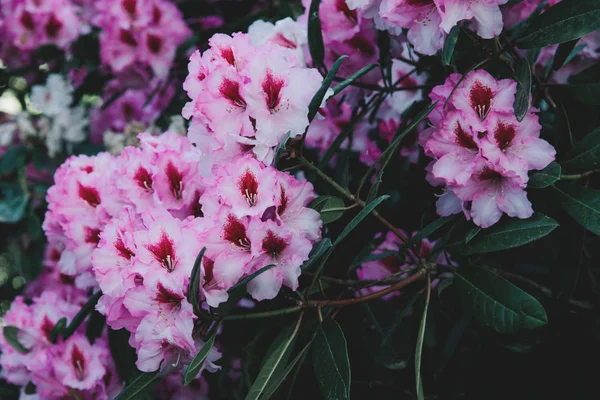 Rhododendron blommönster. — Stockfoto