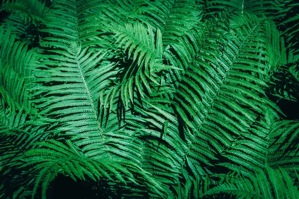 Красивый фон из молодых зеленых листьев папоротника . — стоковое фото