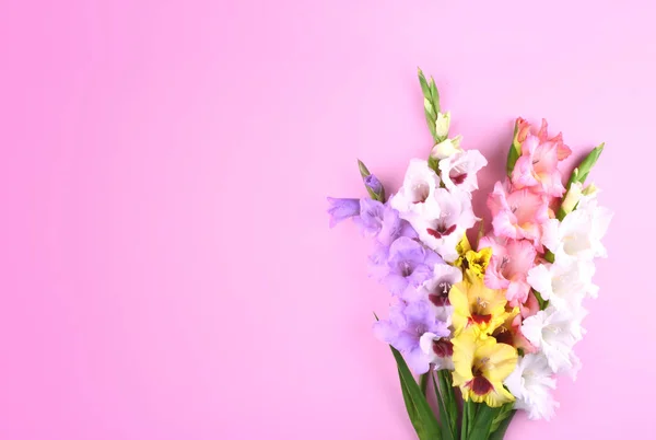 Vackra gladiolus blommor på trendiga rosa bakgrund. — Stockfoto