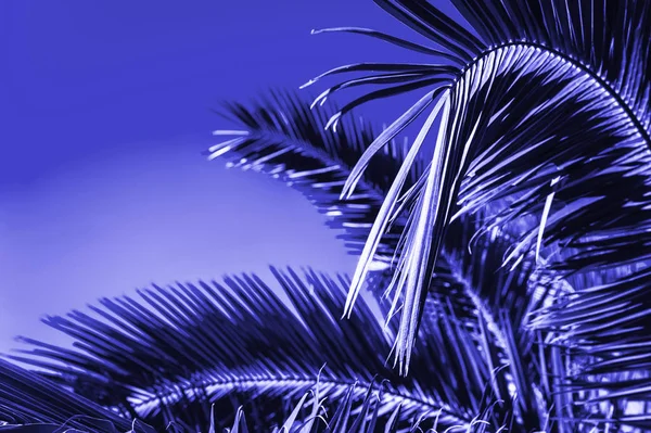 Creativo layout foglie verdi tropicali . — Foto Stock