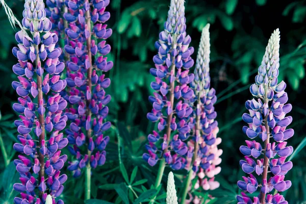 Kolorowe pole delphiniums rośnie na wsi. — Zdjęcie stockowe