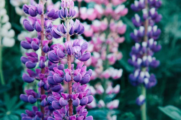 Barevné pole delphiniums rostoucí v přírodě. — Stock fotografie