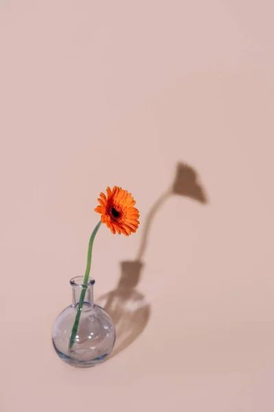 Flor de margarita naranja en un jarrón sobre fondo de moda . —  Fotos de Stock