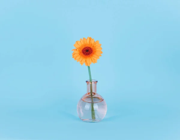 Fleur de marguerite orange dans un vase sur fond tendance . — Photo
