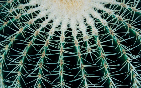 Close-up van de mooie kleine cactus. — Stockfoto