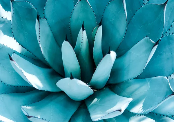 Bir mavi agave bitkisinin closeup görünümü.