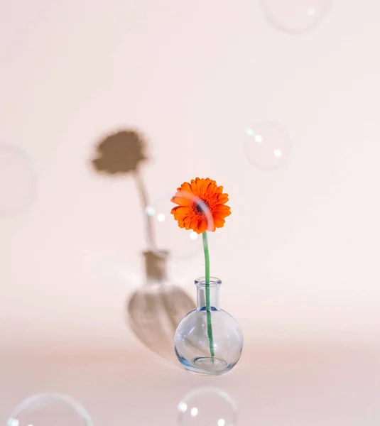Flor de margarita naranja en un jarrón sobre fondo de moda . —  Fotos de Stock