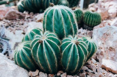Güzel küçük kaktüsler closeup.