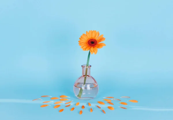Fleur de marguerite orange dans un vase sur fond tendance . — Photo