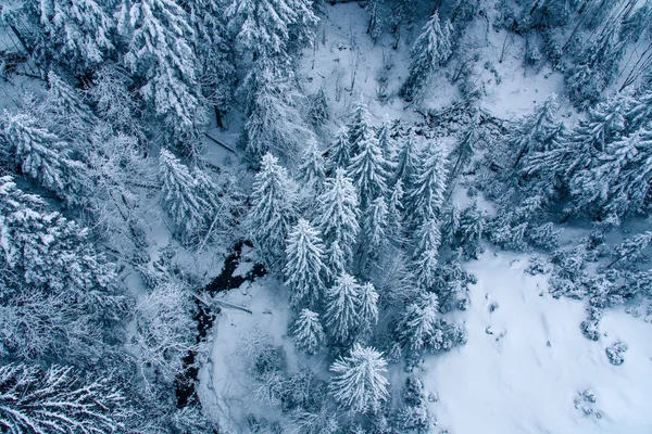 Luftaufnahme des schneebedeckten Kiefernwaldes in der Schweiz. — Stockfoto