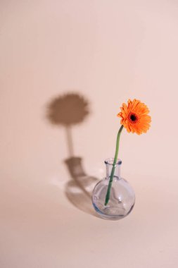 Modern arka plan üzerinde bir vazoda turuncu papatya çiçek.