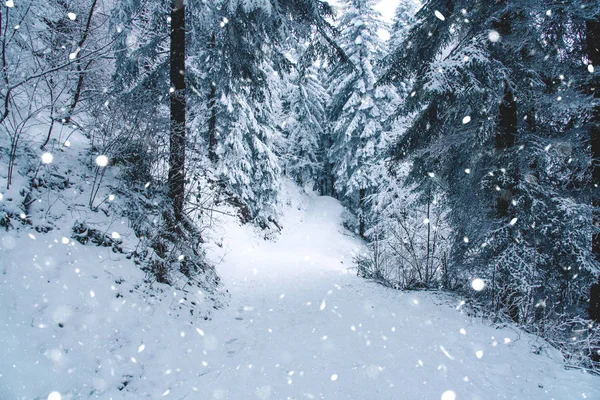 눈 보기 덮여 스위스에서 소나무 숲. — 스톡 사진