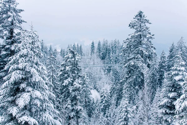 Blick auf schneebedeckten Kiefernwald in der Schweiz. — Stockfoto