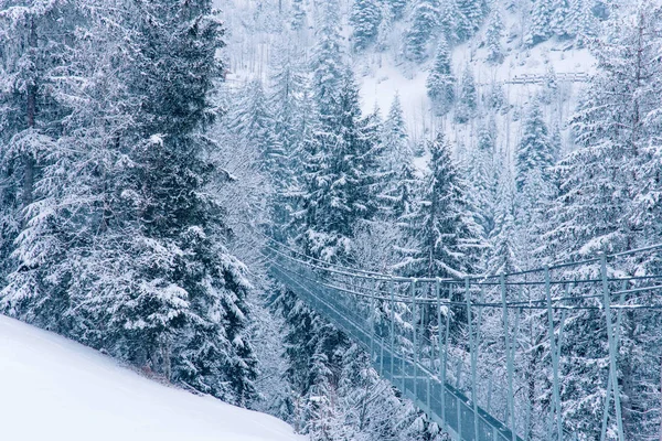 Visa snö täckta tallskog i Schweiz. — Stockfoto
