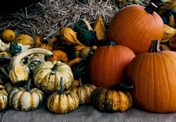 Bodegón de otoño con calabazas orgánicas . — Foto de Stock