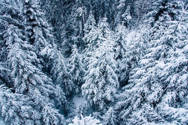 Weergave van sneeuw bedekt dennenbos in Zwitserland. — Stockfoto
