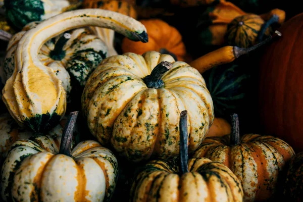 Outono ainda vida com abóboras orgânicas . — Fotografia de Stock