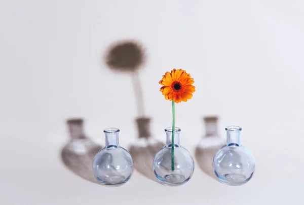 Flor de margarita naranja en un jarrón sobre fondo de moda . —  Fotos de Stock