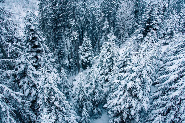 View of snow covered pine forest in Switzerland. — Stock Photo, Image