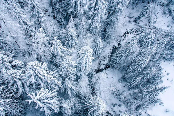 Weergave Van Sneeuw Bedekt Dennenbos Zwitserland Europa — Stockfoto