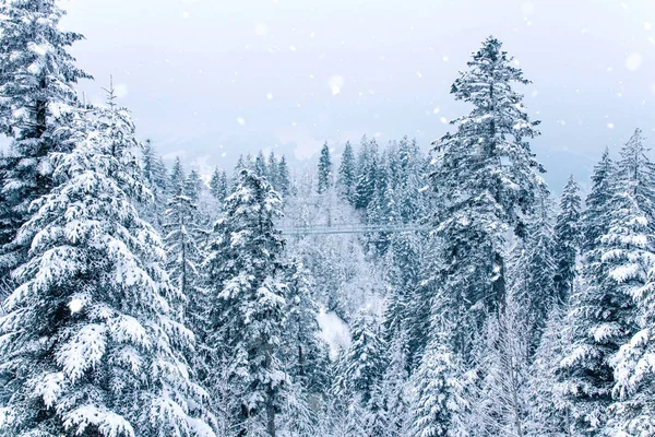 View Snow Covered Pine Forest Switzerland Europe — Stock Photo, Image