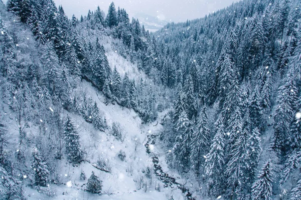 Blick Auf Schneebedeckten Kiefernwald Der Schweiz Europa — Stockfoto