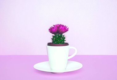 Bir saksı modaya uygun bir arka plan üzerinde küçük kaktüs.