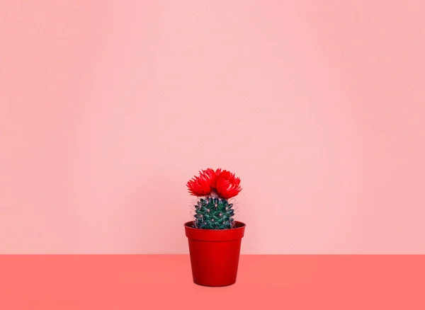 流行の背景に植木鉢に小さなサボテン. — ストック写真