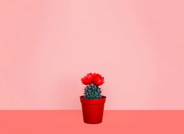 Small cactus in a flowerpot on a trendy background. — Stock Photo, Image