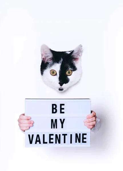 Lindo gato sosteniendo Be My Valentine signo sobre fondo blanco . — Foto de Stock